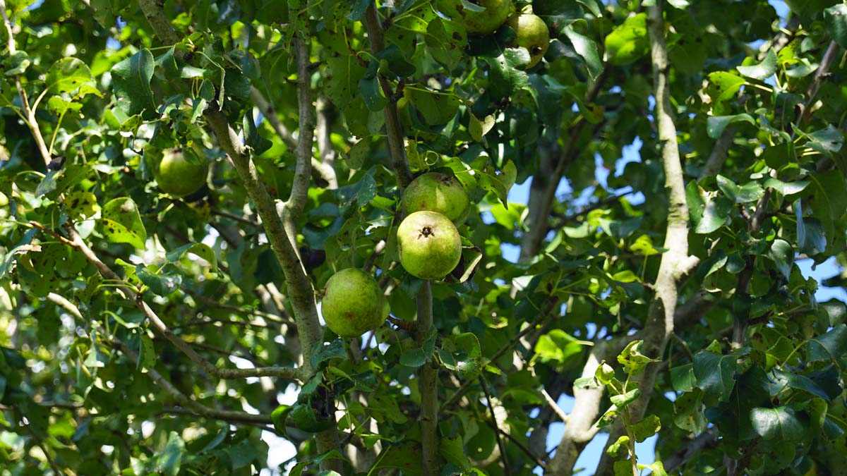 Pyrus communis 'Beech Hill' Tuinplanten peer