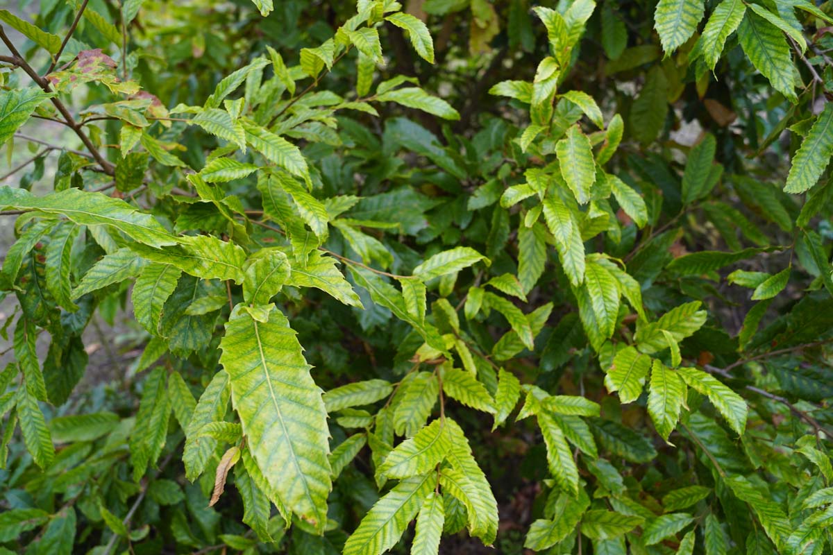 Quercus acutissima op stam