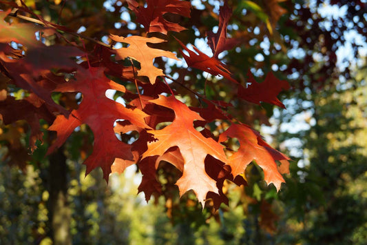 Quercus coccinea solitair herfstkleur