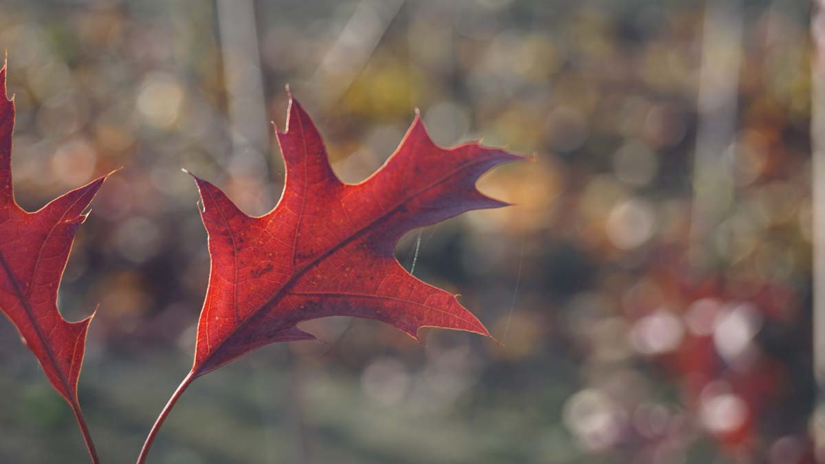 Quercus coccinea 'Splendens' op stam herfstkleur
