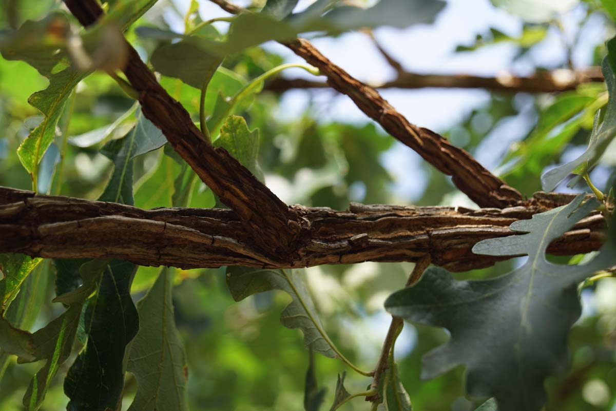 Quercus macrocarpa Tuinplanten