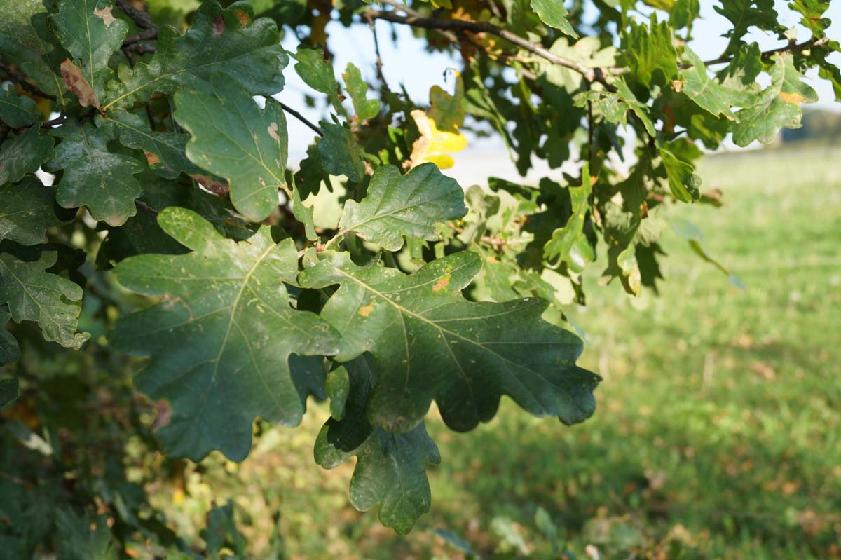 Quercus robur Tuinplanten blad