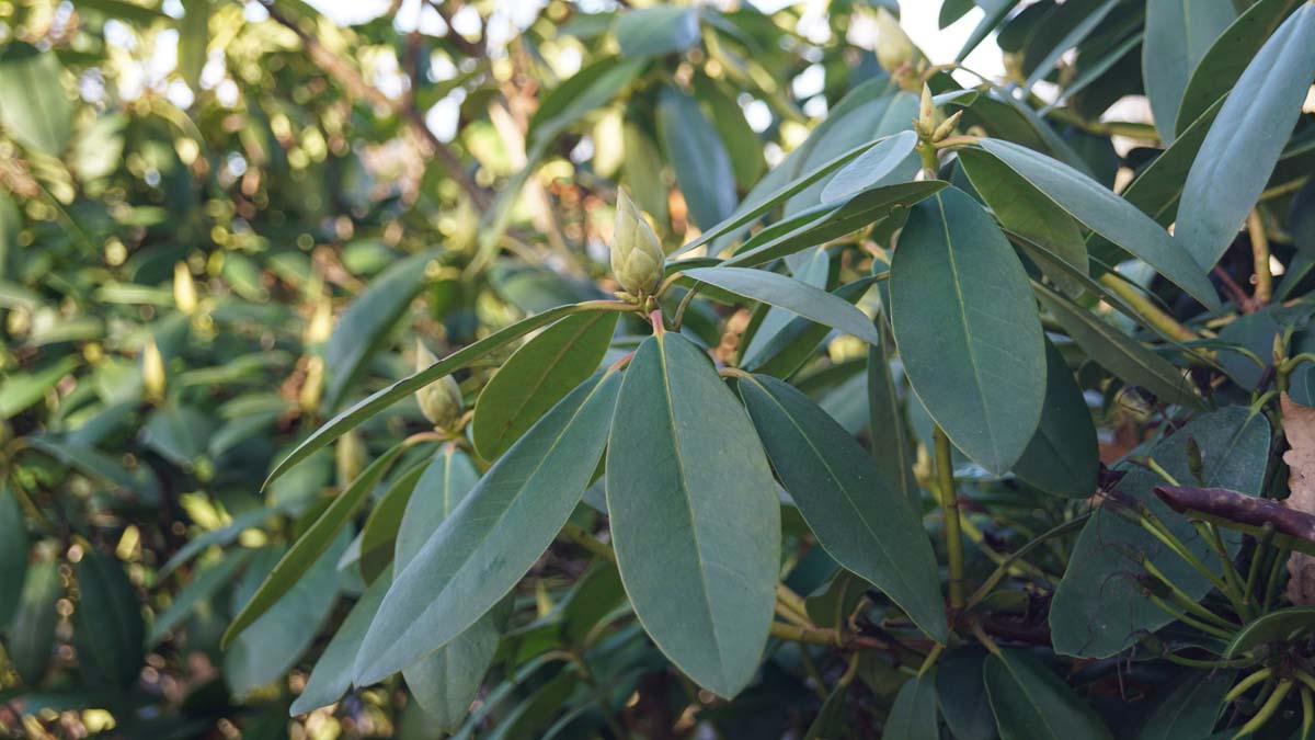 Rhododendron 'Roseum Elegans' blad