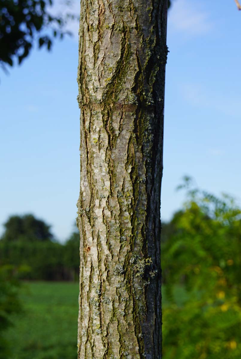 Robinia pseudoacacia 'Unifoliola' op stam bast