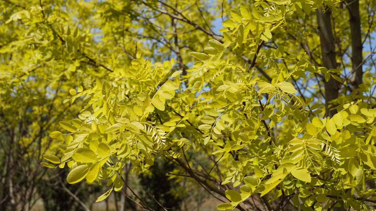 Robinia pseudoacacia 'Frisia' Tuinplanten