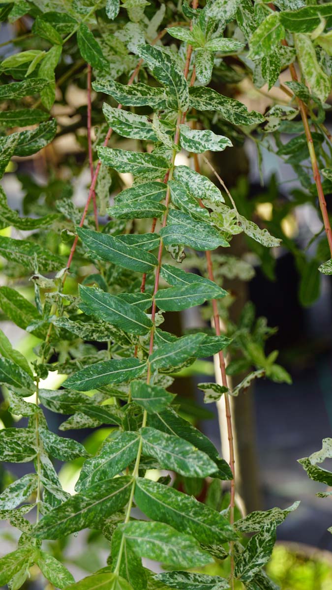 Salix integra 'Hakuro-nishiki' haagplant