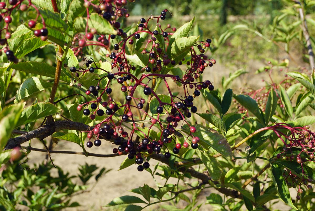 Sambucus nigra Tuinplanten vrucht