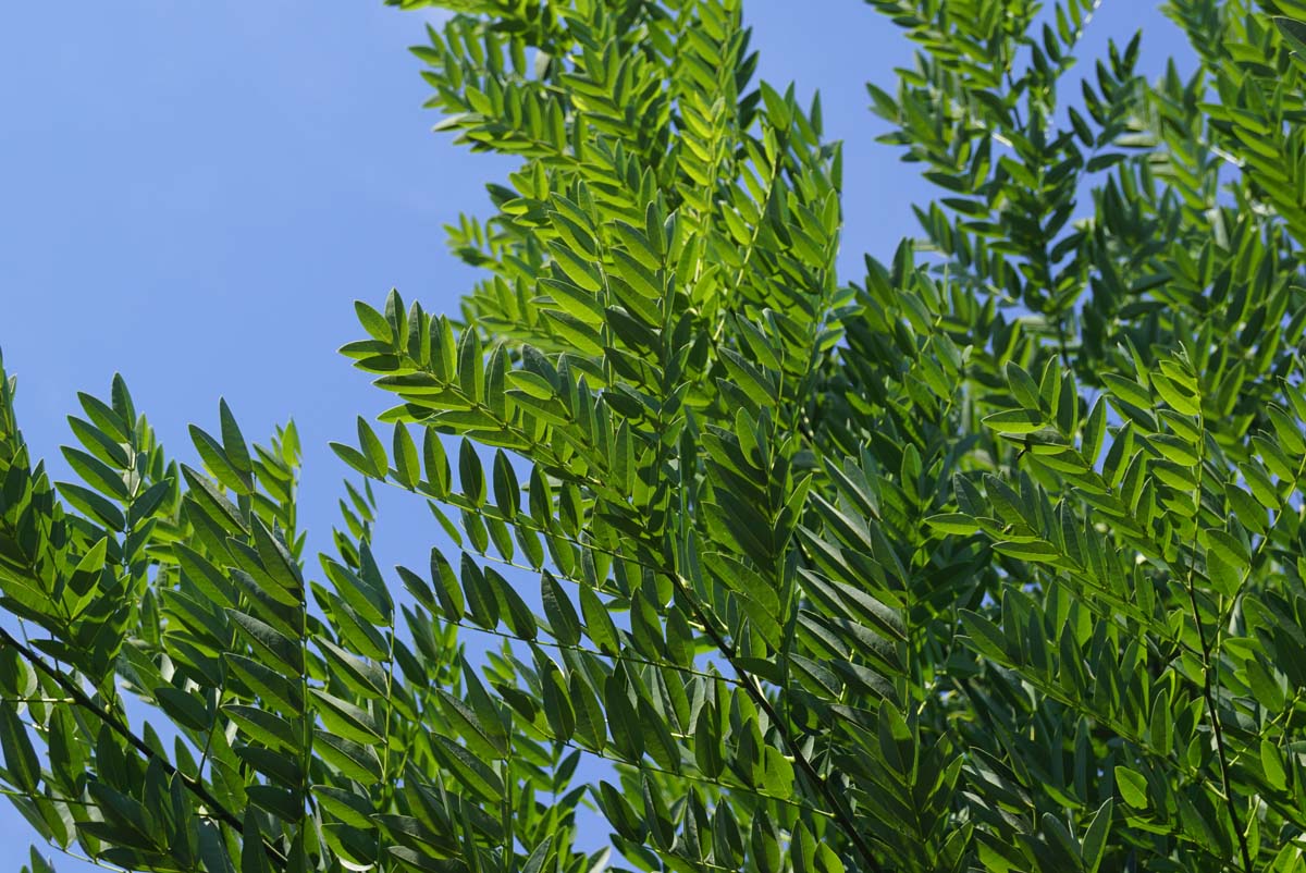 Styphnolobium japonicum 'Fleright' op stam