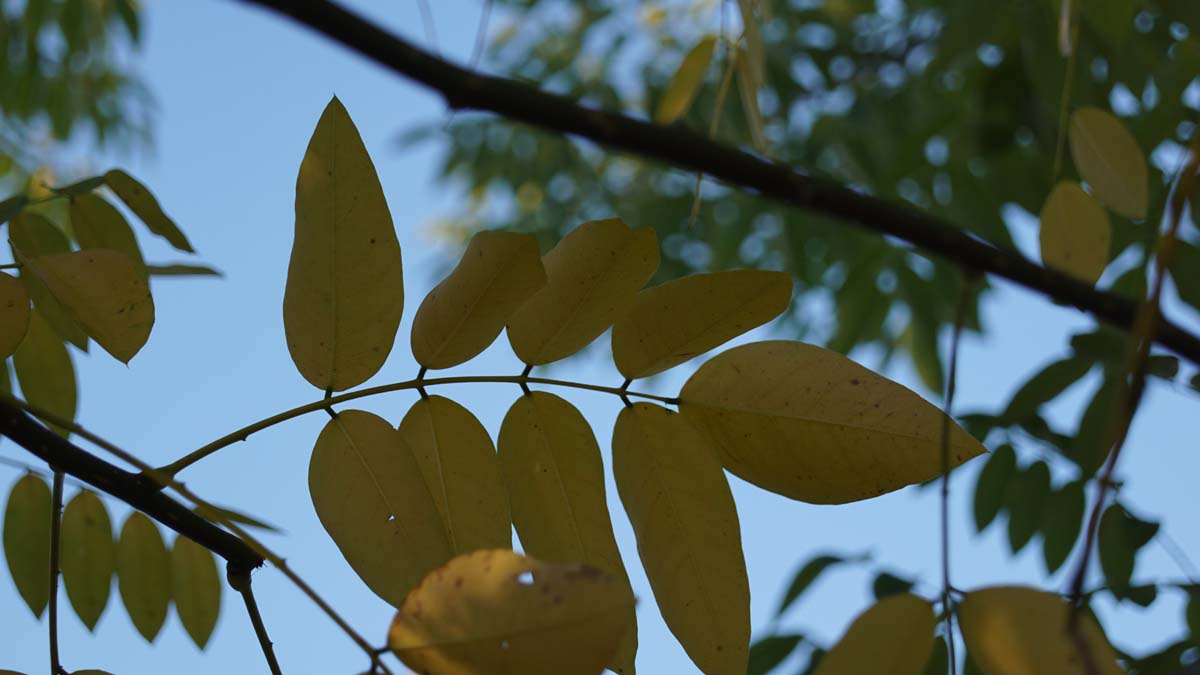 Styphnolobium japonicum 'Regent' op stam herfstkleur