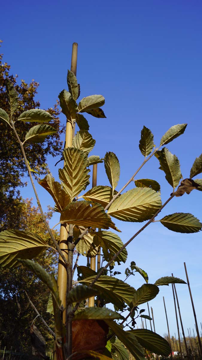 Sorbus aria 'Lutescens' meerstammig / struik twijg