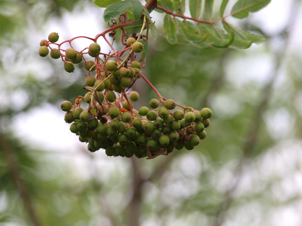 Sorbus aucuparia edulis meerstammig / struik bes