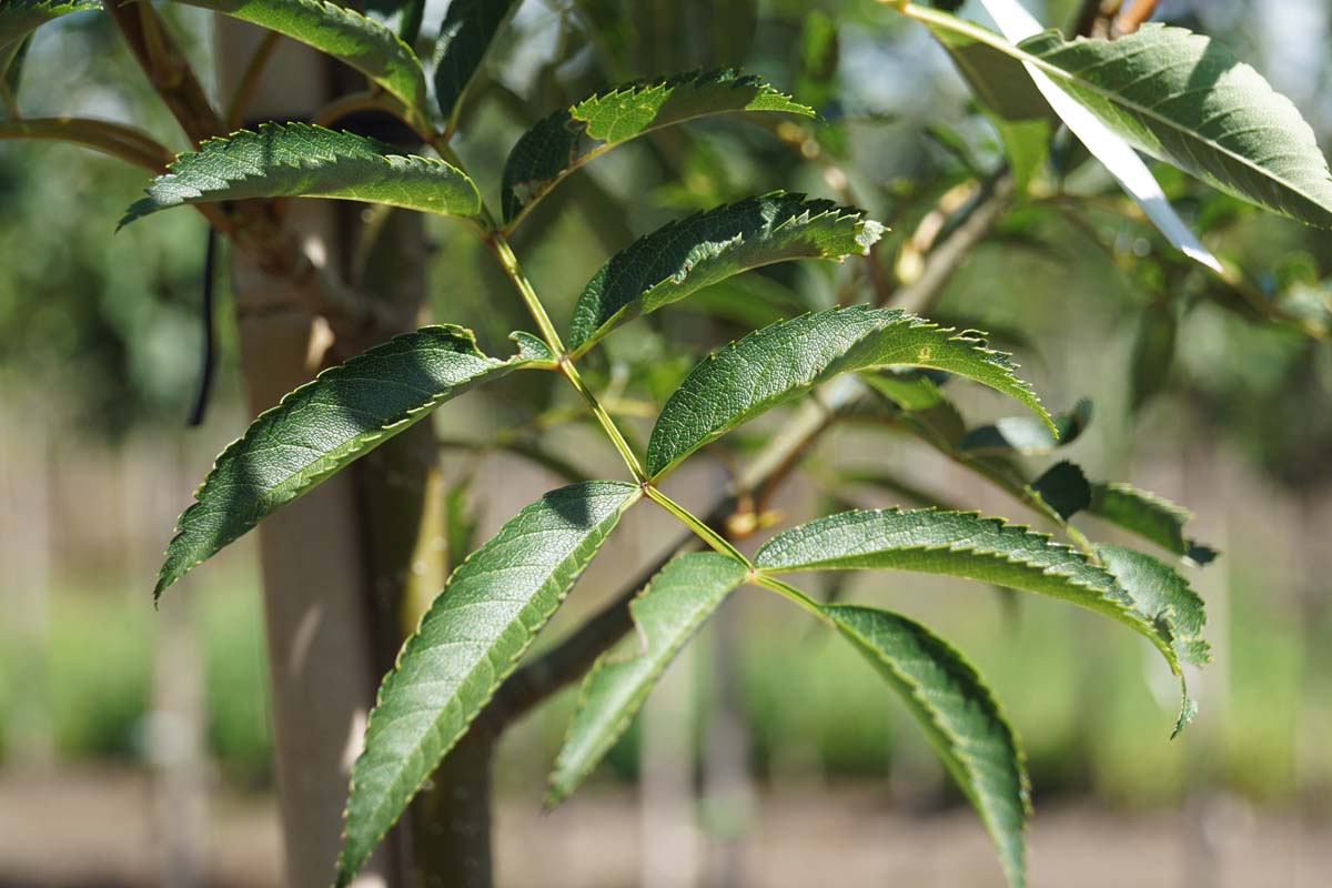 Sorbus commixta op stam blad