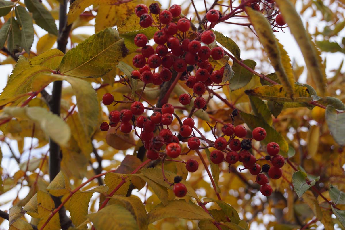 Sorbus decora meerstammig / struik