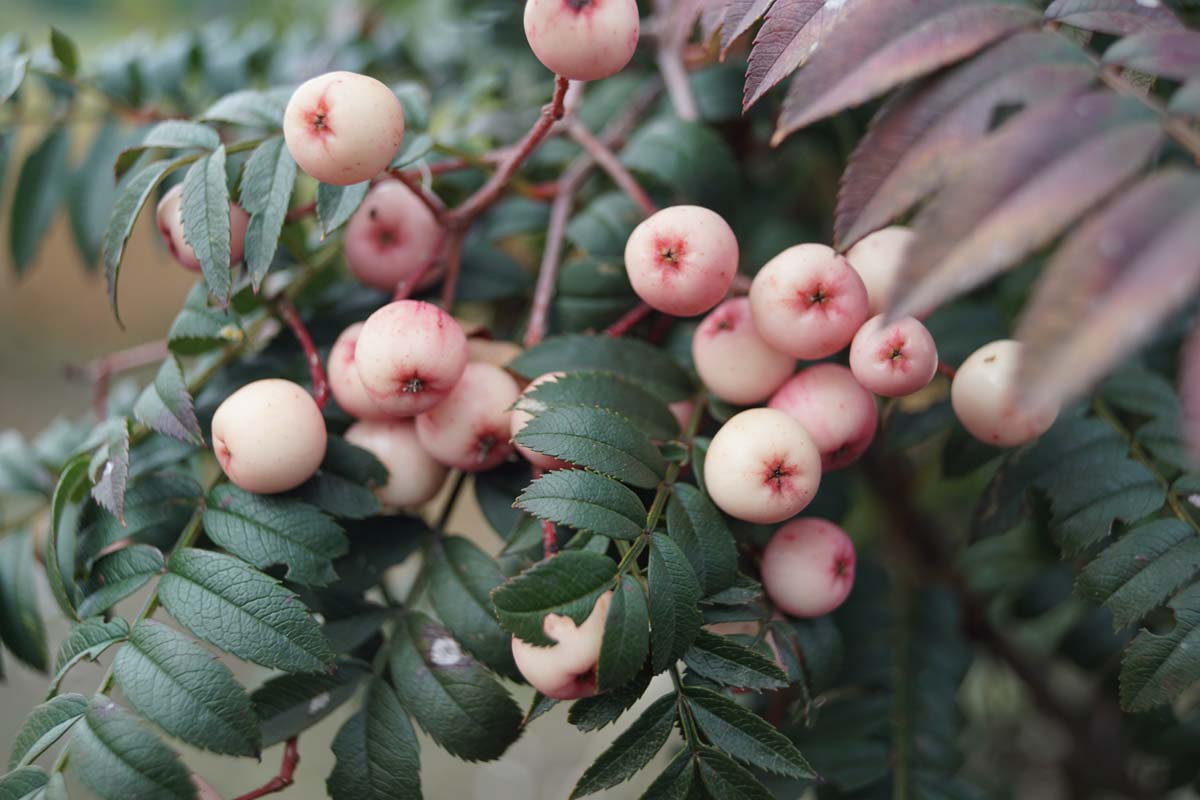 Sorbus vilmorinii op stam bes