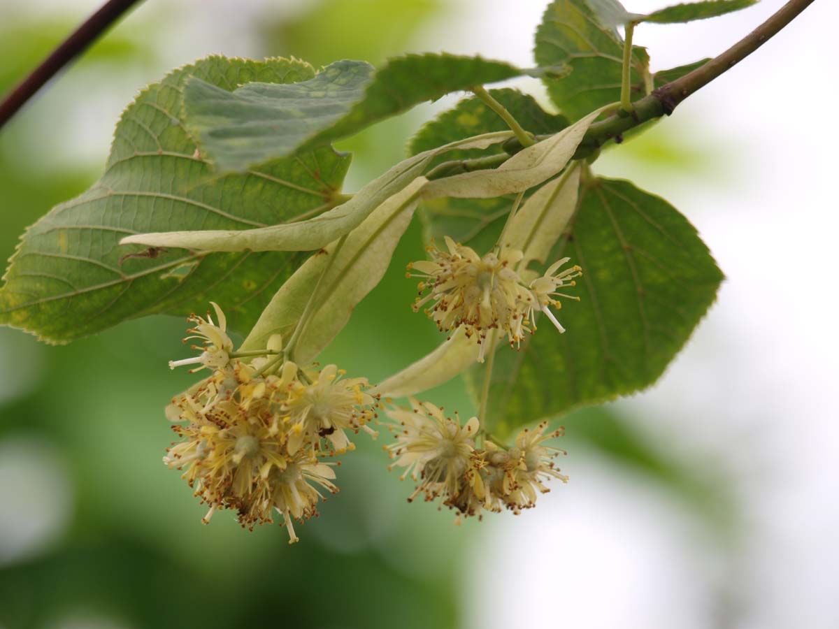 Tilia europaea 'Pallida' solitair bloem