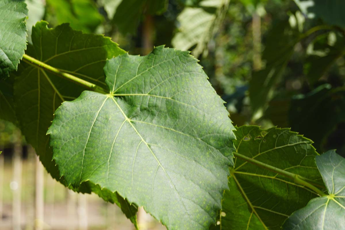 Tilia flavescens 'Glenleven' dakboom blad