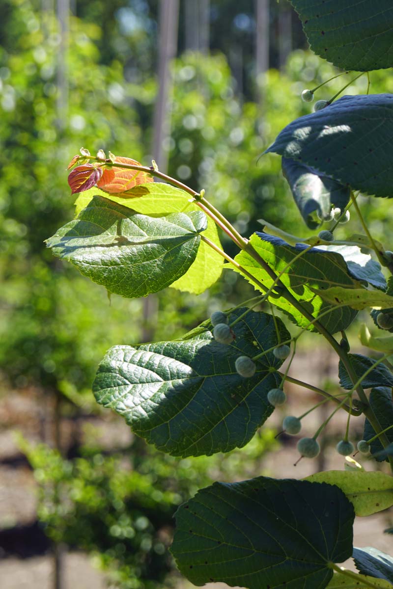 Tilia kiusiana Tuinplanten vrucht