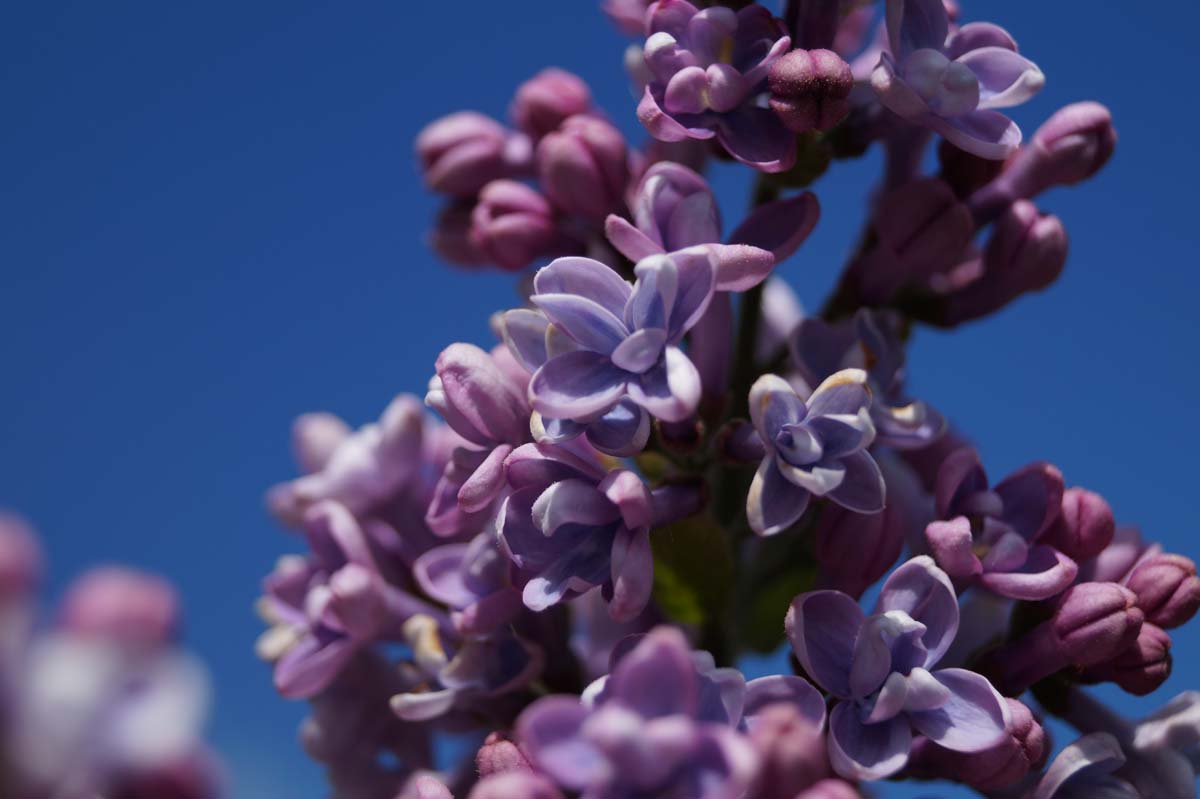 Syringa vulgaris 'Decaisne' Tuinplanten
