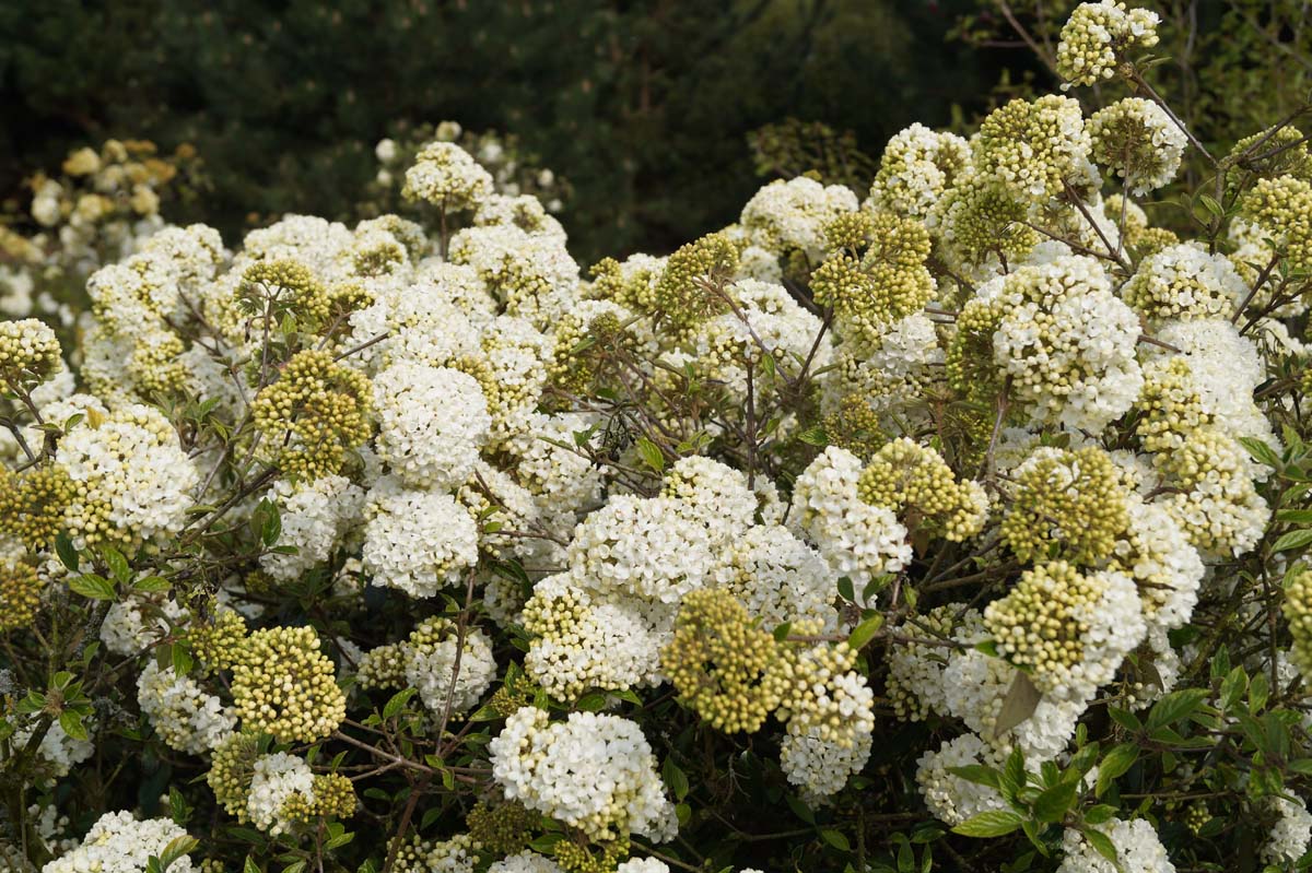 Viburnum 'Eskimo' meerstammig / struik