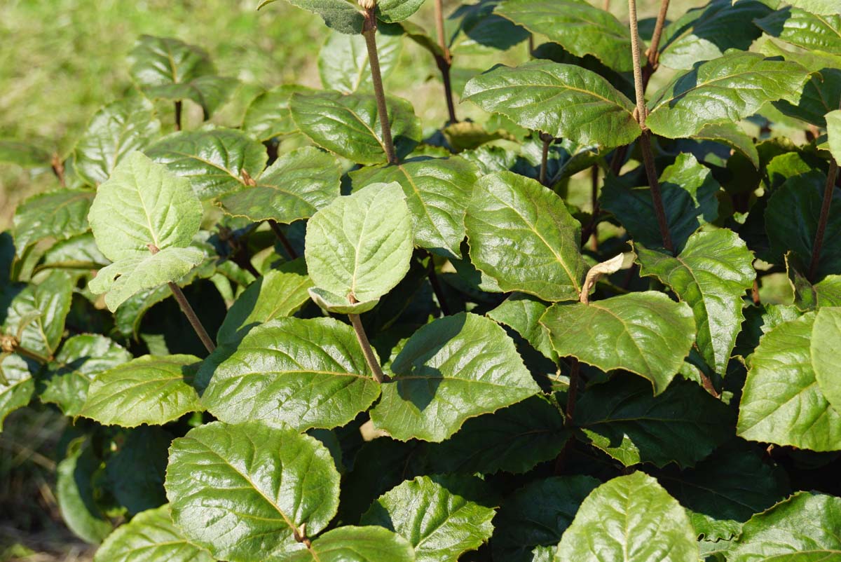 Viburnum carlesii 'Diana' Tuinplanten