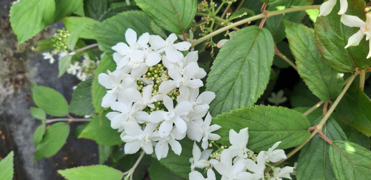 Viburnum plicatum 'Watanabe' op stam