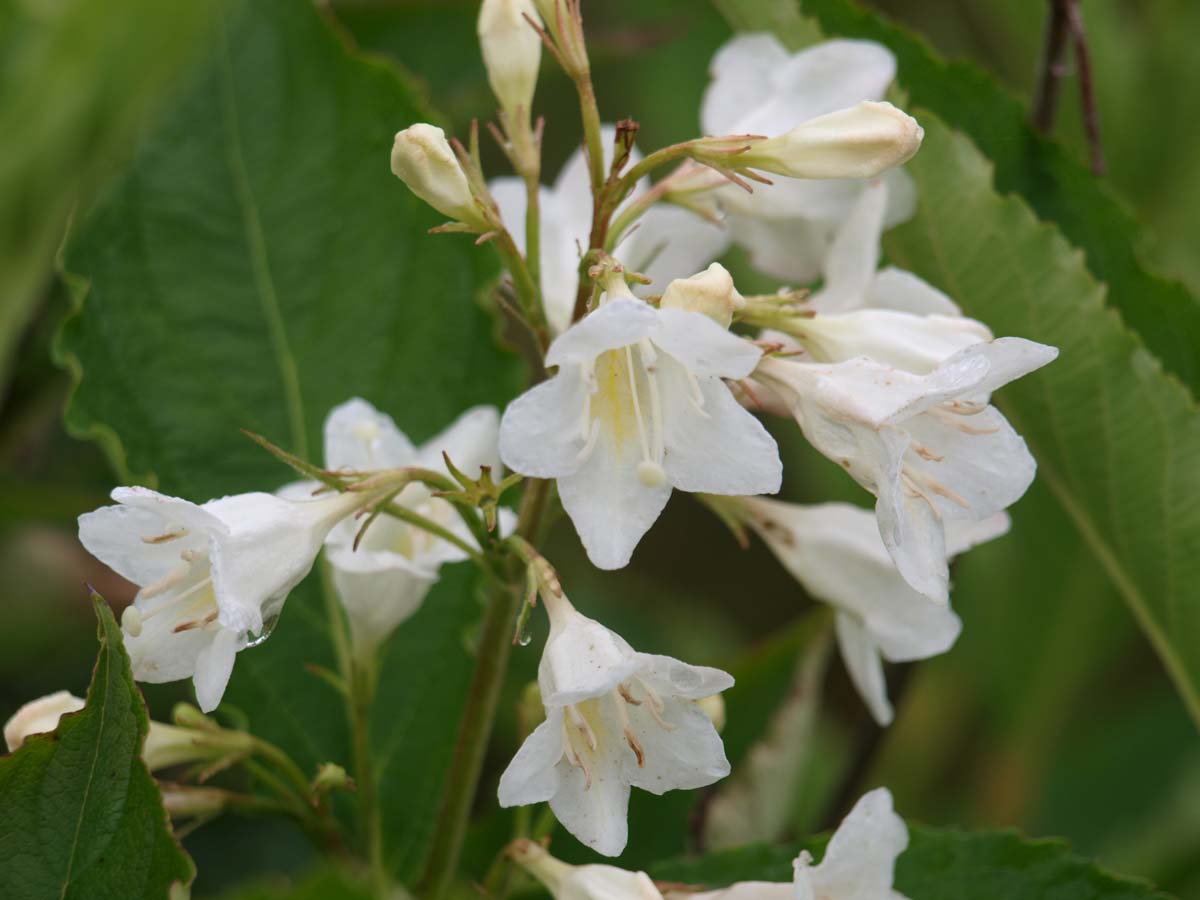 Weigela 'Candida' Tuinplanten bloem
