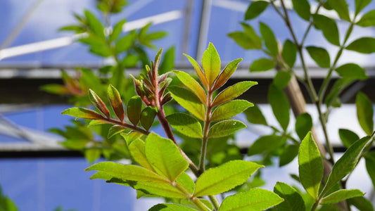 Zanthoxylum alatum planispinum Tuinplanten blad