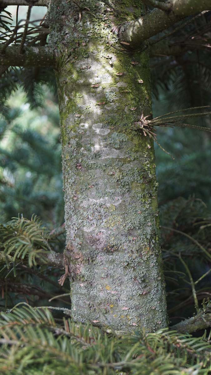 Abies veitchii solitair