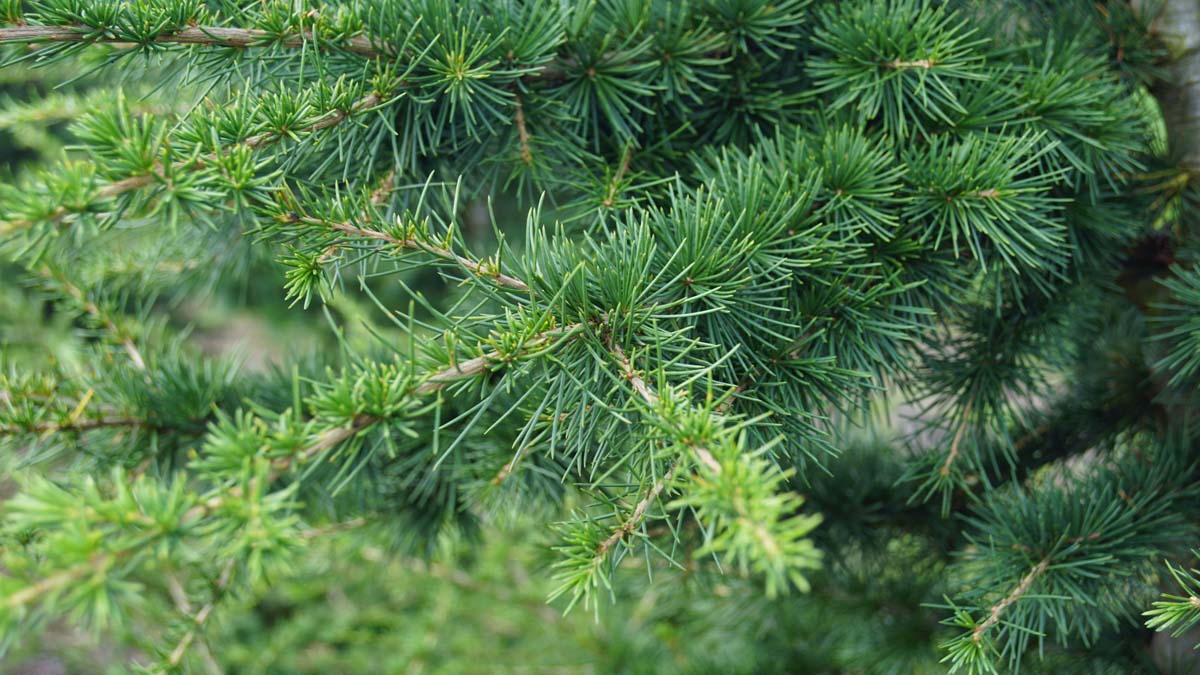 Cedrus libani Tuinplanten twijg