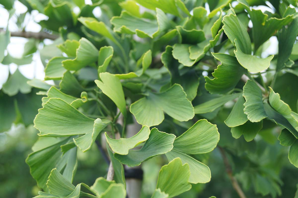 Ginkgo biloba 'Horizontalis' op stam