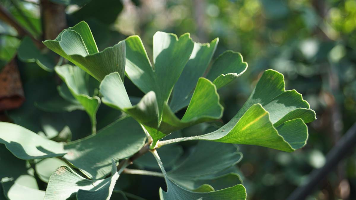 Ginkgo biloba 'Lakeview' meerstammig / struik