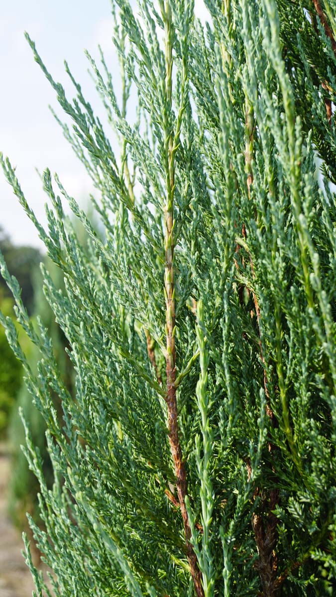 Juniperus scopulorum 'Blue Arrow' twijg