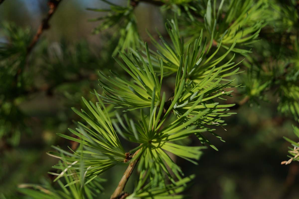 Larix kaempferi haagplant