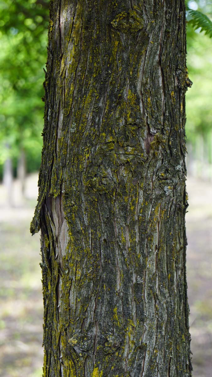 Metasequoia glyptostroboides Tuinplanten