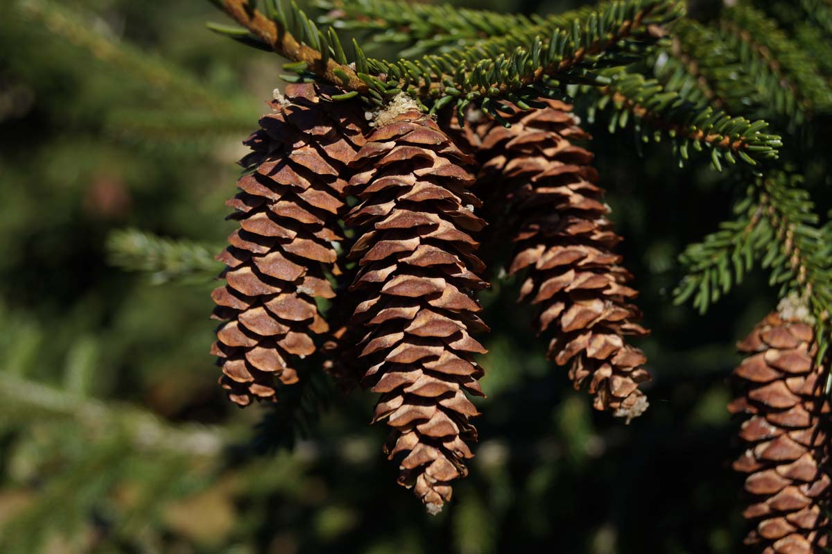 Picea orientalis 'Aureospicata' meerstammig / struik kegel