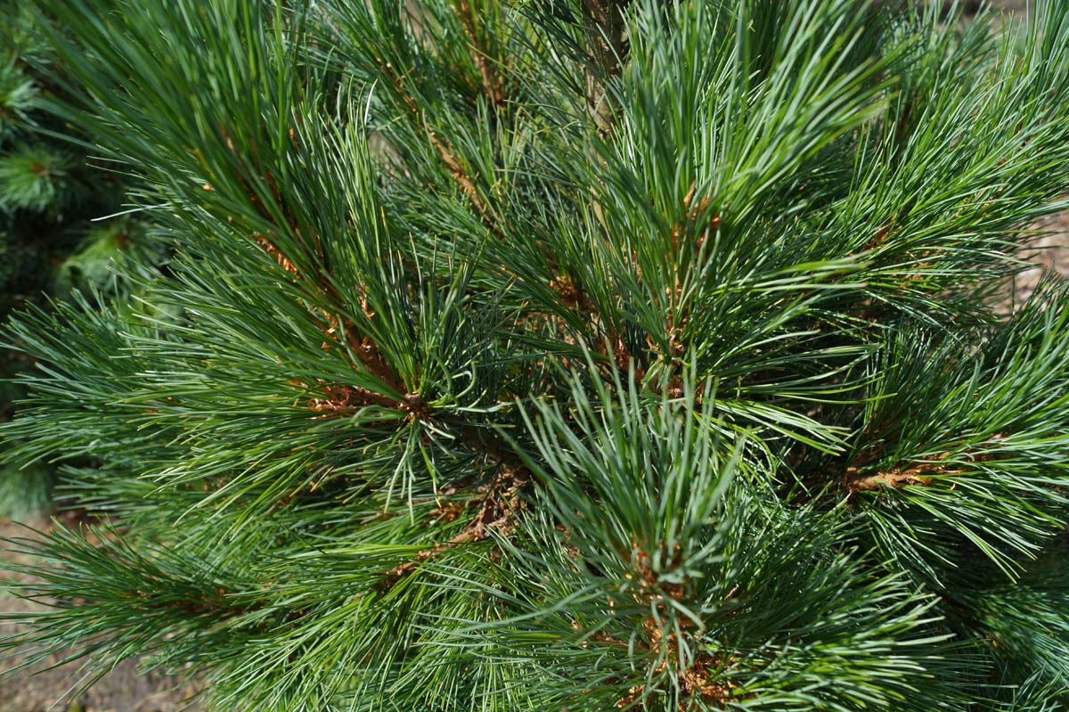 Pinus cembra twijg
