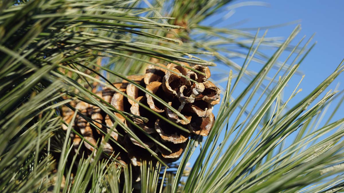 Pinus flexilis 'Vanderwolf's Pyramid' op stam kegel