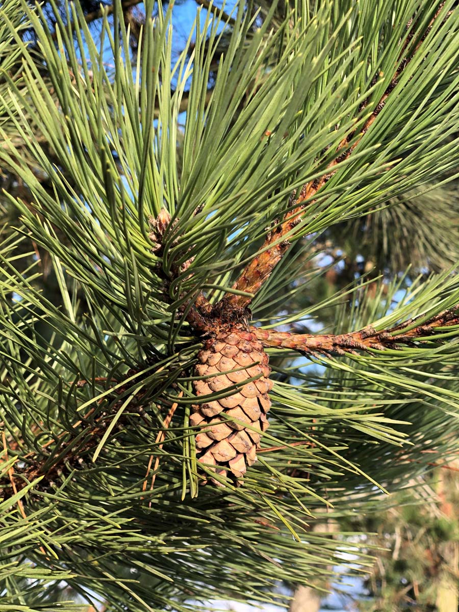 Pinus nigra nigra dakboom kegel