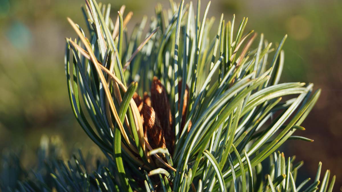 Pinus parviflora 'Green Monkey' Tuinplanten