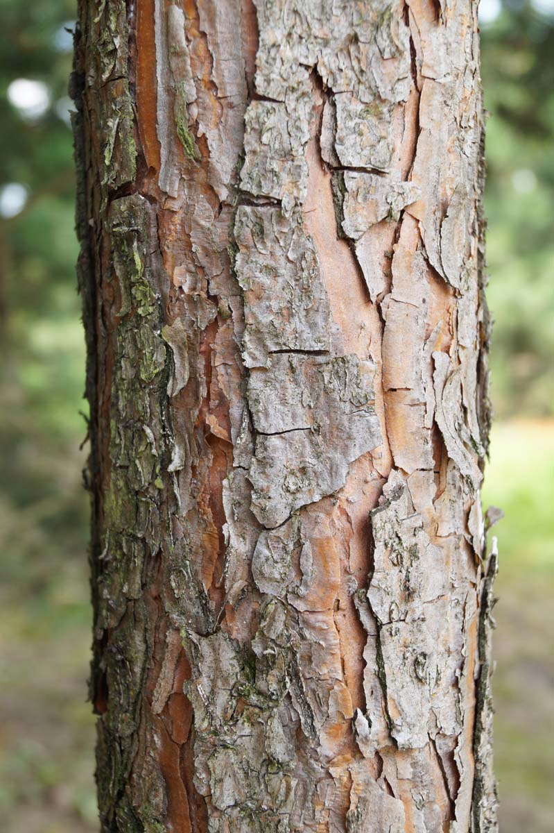 Pinus sylvestris dakboom bast
