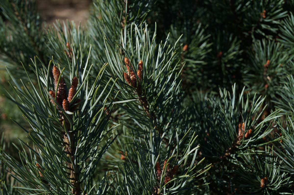 Pinus sylvestris 'Watereri' twijg