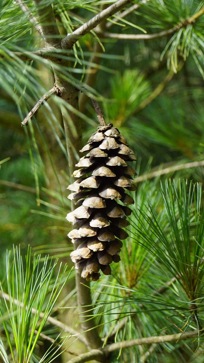 Pinus wallichiana haagplant kegel