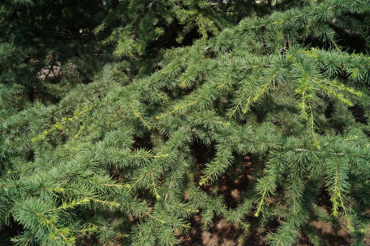 Pseudolarix amabilis op stam