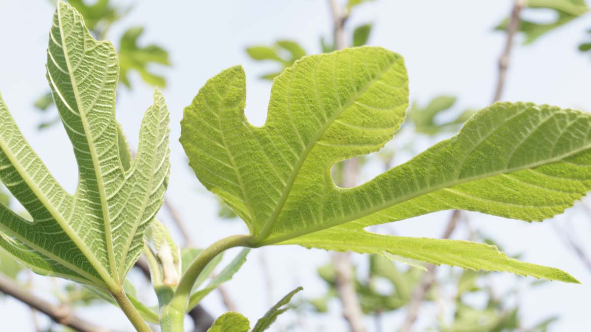 Ficus carica 'Brown Turkey' Tuinplanten blad