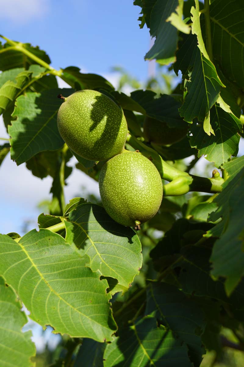 Juglans regia 'Broadview' solitair vrucht
