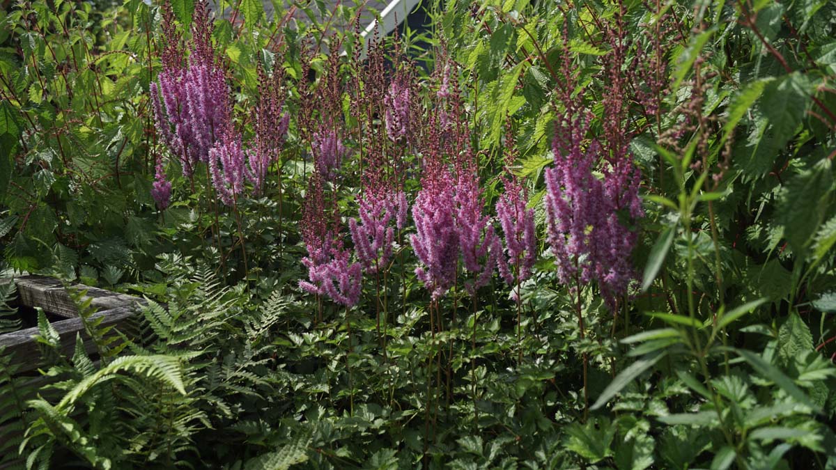 Astilbe chinensis 'Superba'