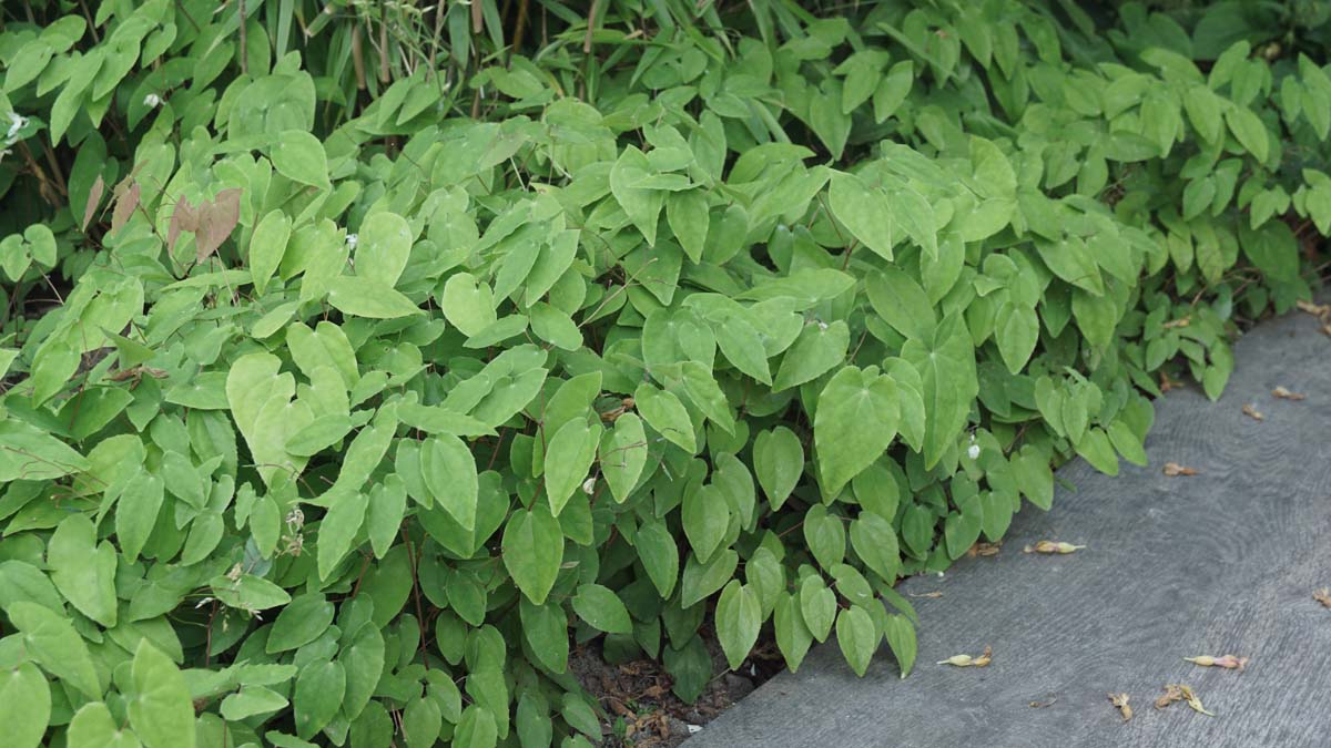 Epimedium youngianum 'Niveum'