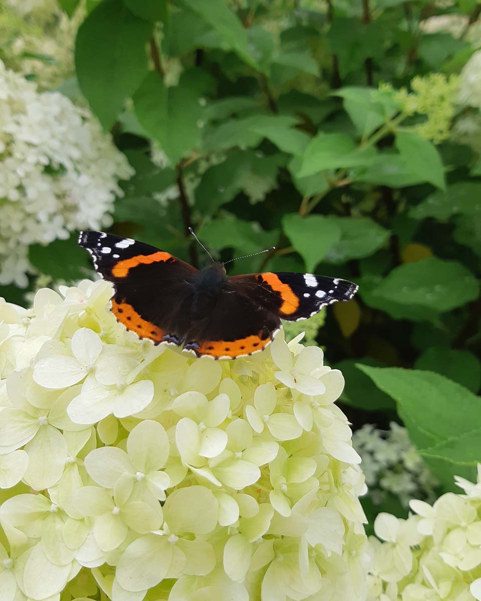 Hydrangea paniculata 'Limelight' haagplant biodiversiteit