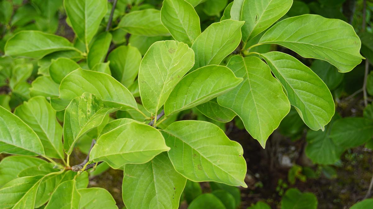 Magnolia 'Red Lucky' solitair blad