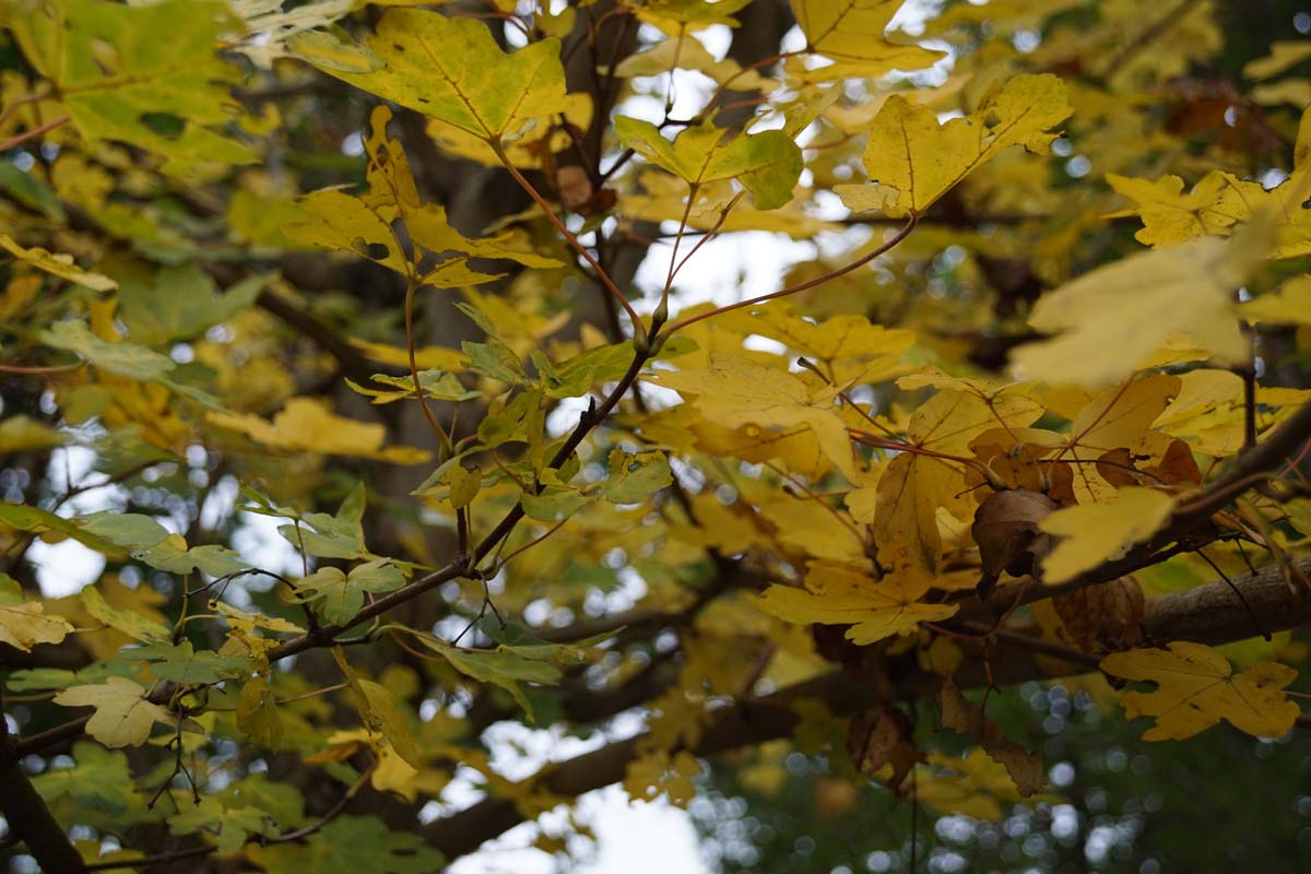 Acer campestre 'Huibers Elegant' Tuinplanten herfstkleur